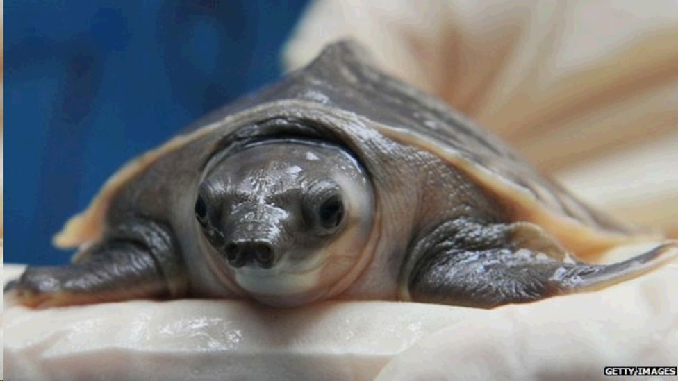 Turtles Fossilised In Sex Embrace Bbc News