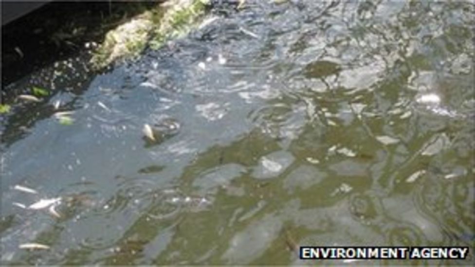 River Nene pollution wipes out invertebrates - BBC News