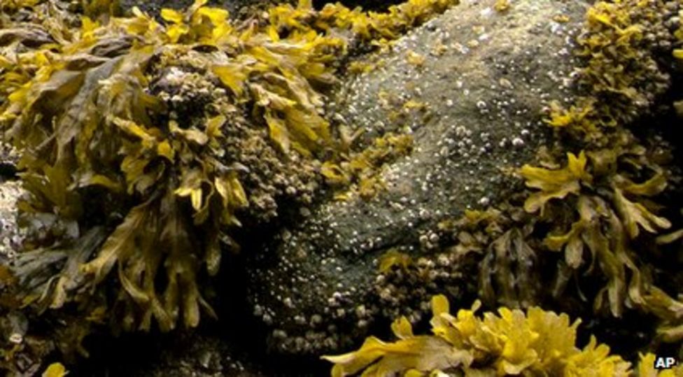 Seaweed in toothpaste prevents tooth decay, experts say BBC Newsround