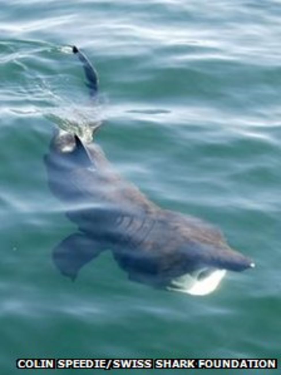 Basking Sharks Off Hebrides To Be Tagged And Tracked Bbc News 7204