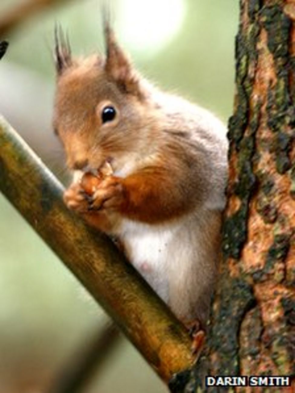Sefton red squirrels recover from pox 'nose dive' BBC News