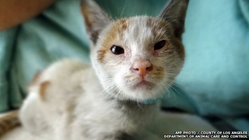 Kitten Survives 6500 Mile Trip In Shipping Container Bbc Newsround 