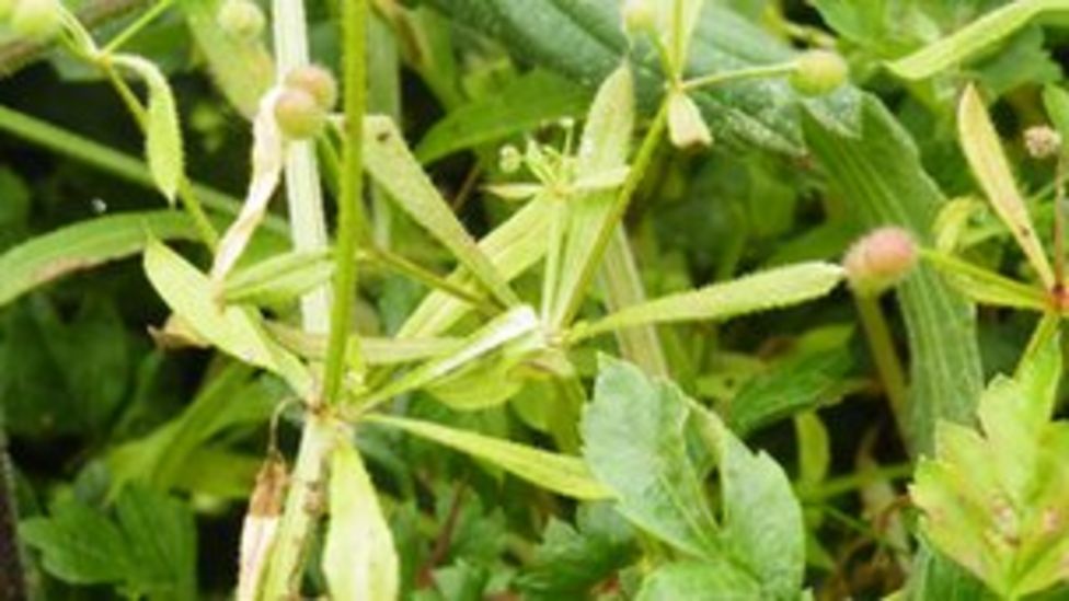 Foraging For Sticky Willy And Knitting With Nettles Bbc News