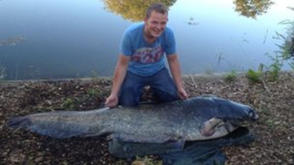 10-stone catfish caught by Essex chef - BBC News