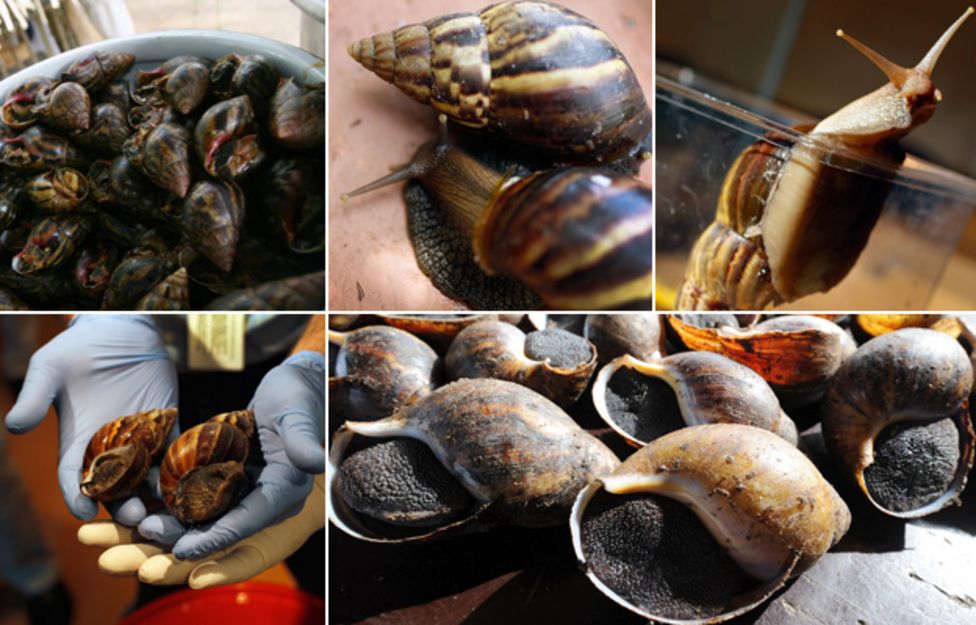 African snail Deadly invasion in South America BBC News