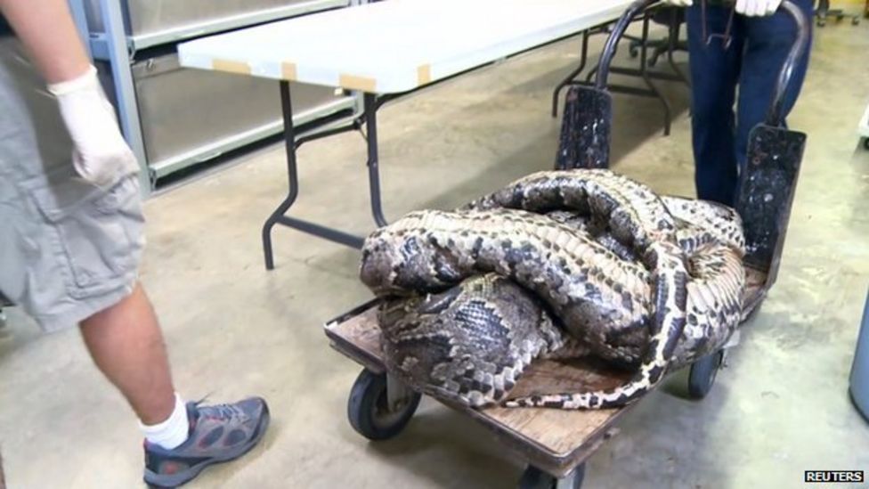 Huge python caught in Florida BBC Newsround