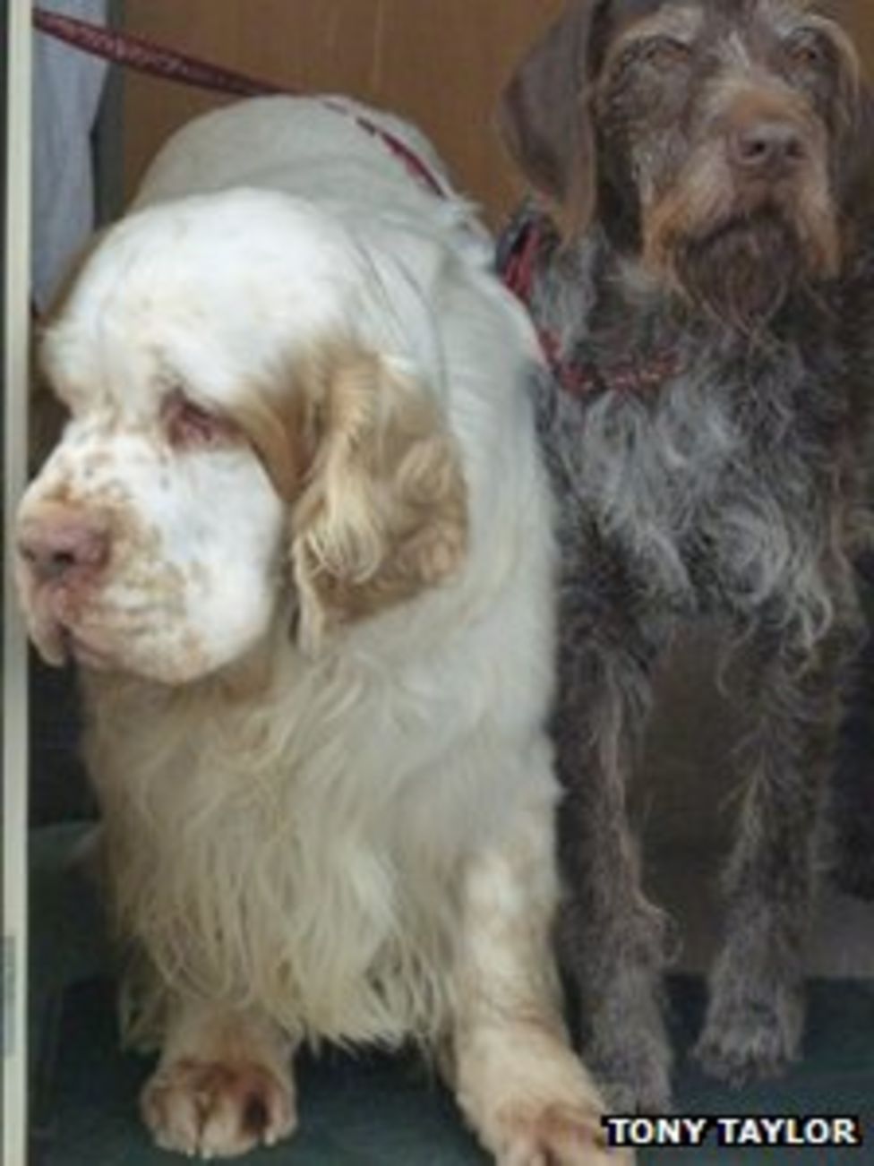 Welsh Kennel Club Builth Wells dog show expects 9,000 BBC News