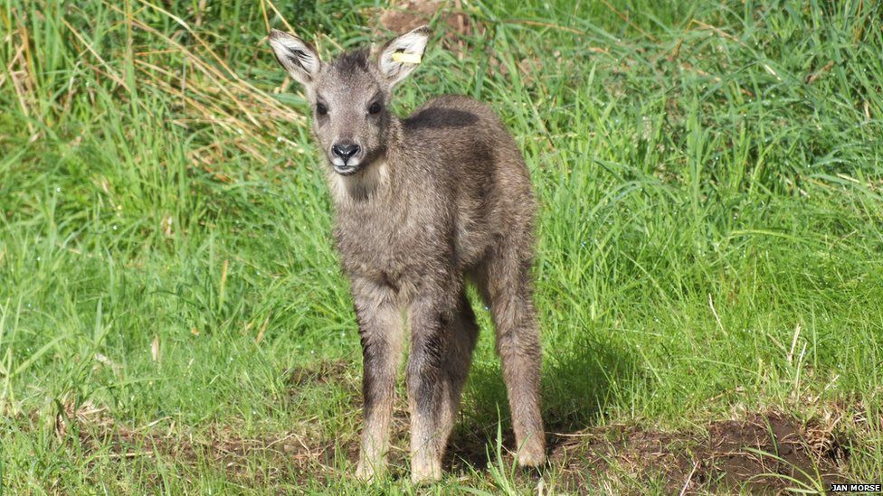 Goral Sìonach