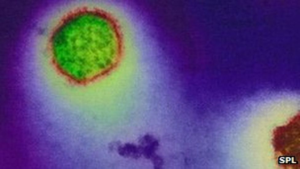 Hunting the elusive hantavirus BBC News