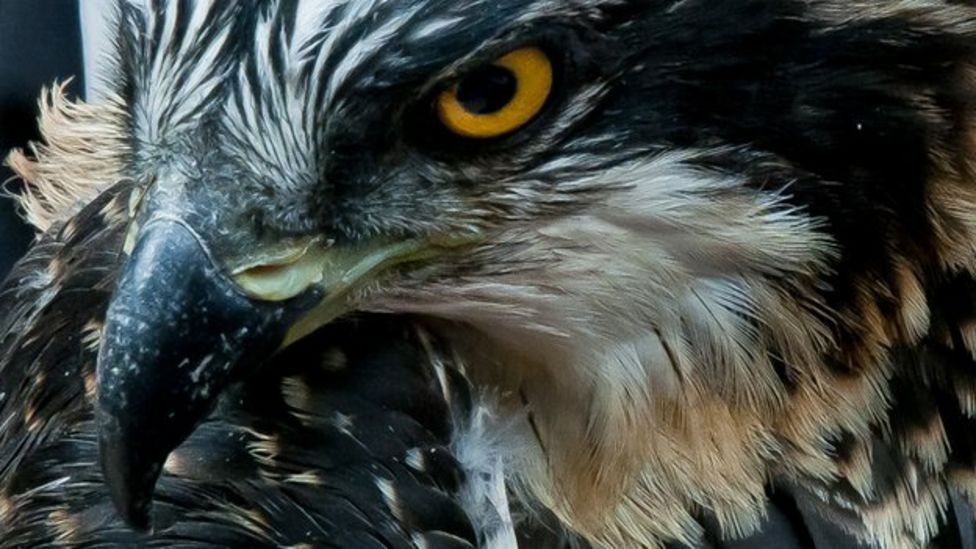 First Chick Of The Season Hatches For Loch Garten Osprey Ej Bbc News