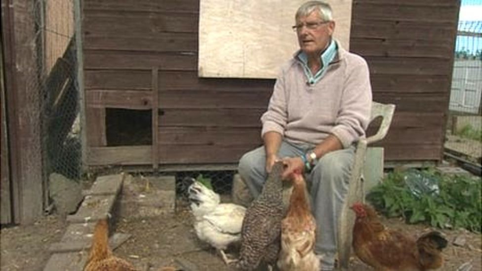 High Court bid to save 'noisy' Hemsworth cockerels BBC News