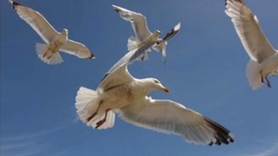 Gull-proof rubbish bag scheme to be trialled in Bath - BBC News