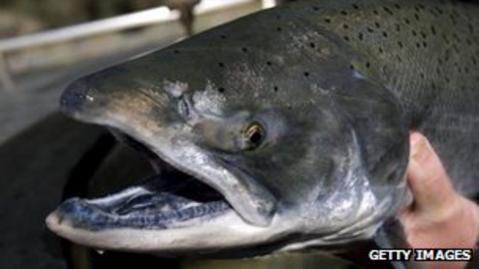 Alaska and the mysterious disappearing king salmon BBC News