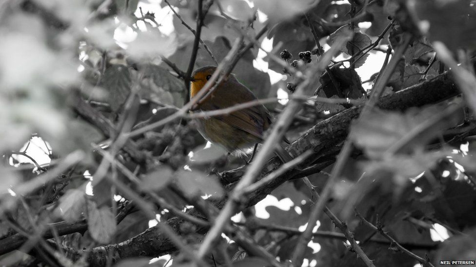 A robin hiding in the trees