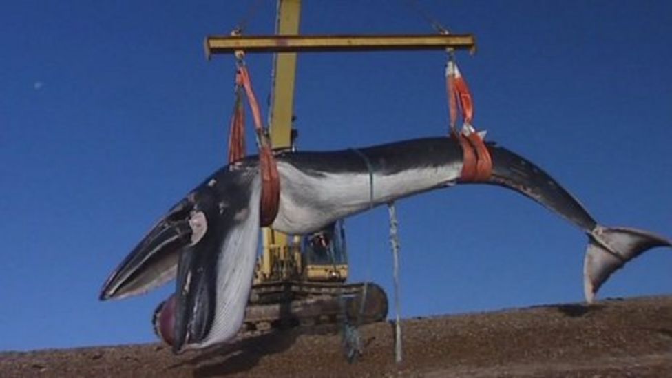 Suffolk beached fin whale moved from Shingle Street BBC News