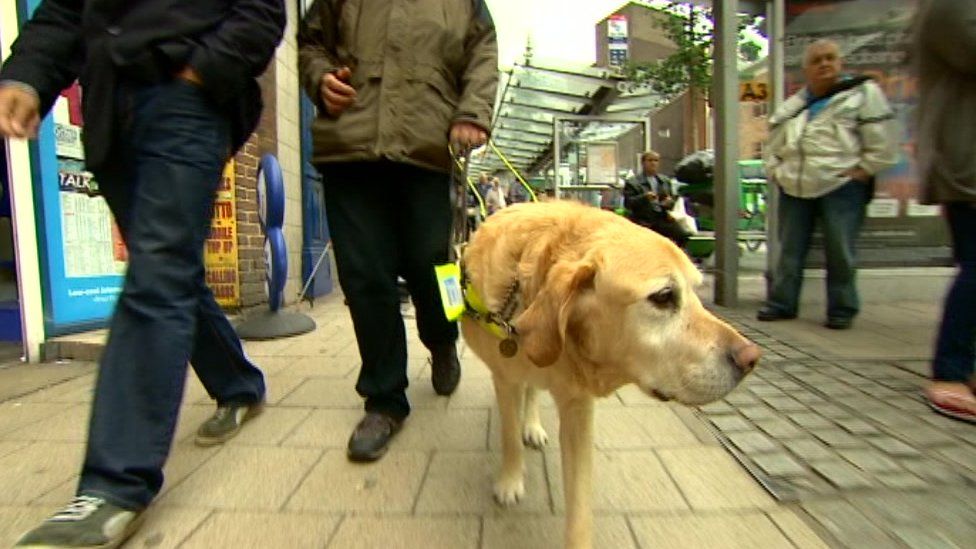 Scrumpy the guide dog