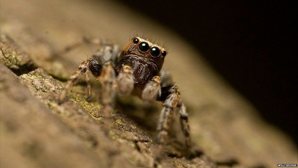 Pictures getting close up with britain s spiders bbc newsround
