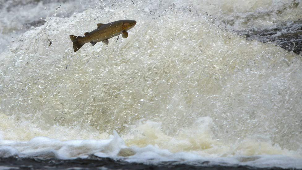 Salmon