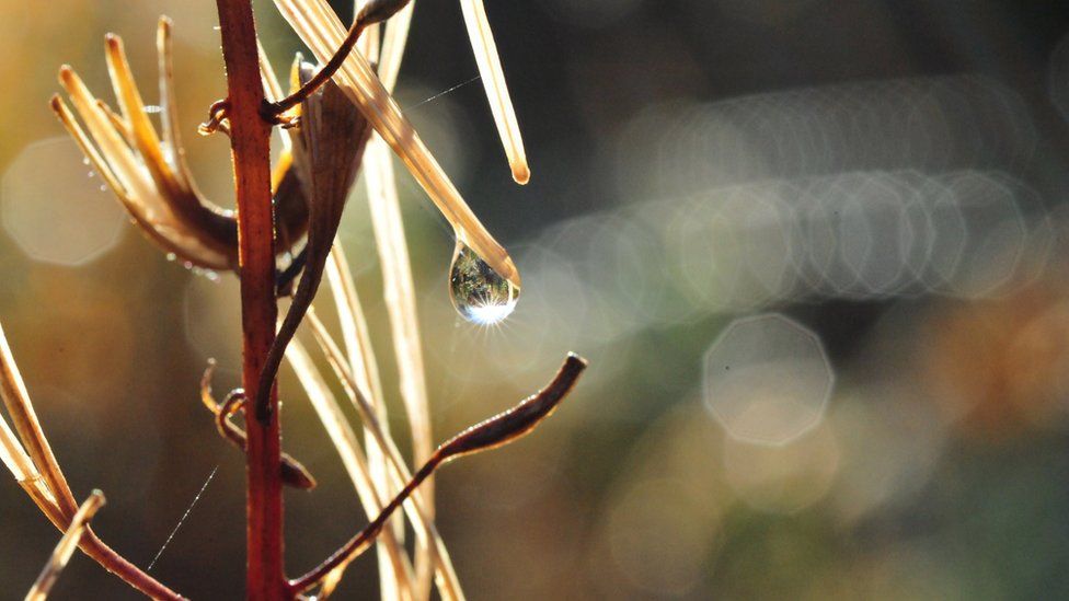 Dewdrop on a plant