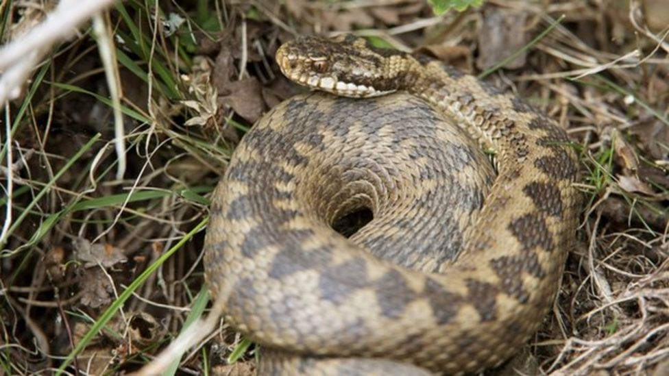 Guide What to do if a snake bites you BBC Newsround