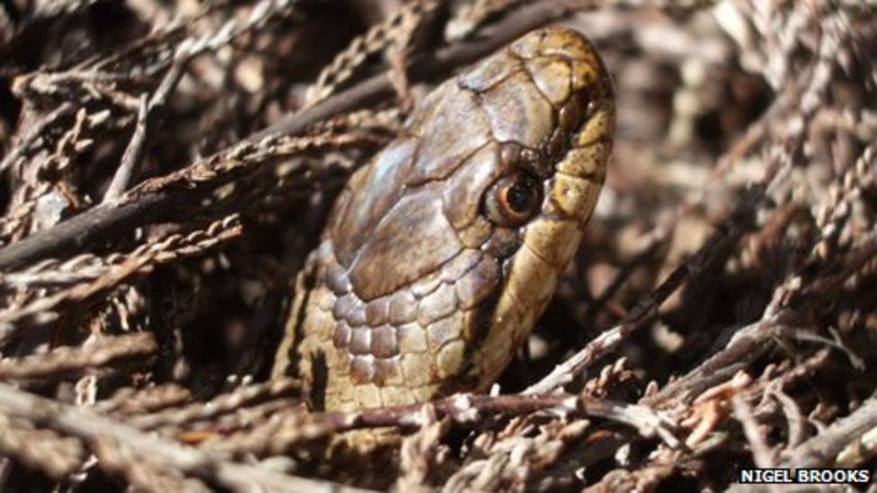 Dorset's Upton Heath restored for rare reptiles and birds BBC News