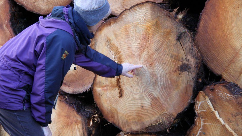 Helen counting rings on a felled tree