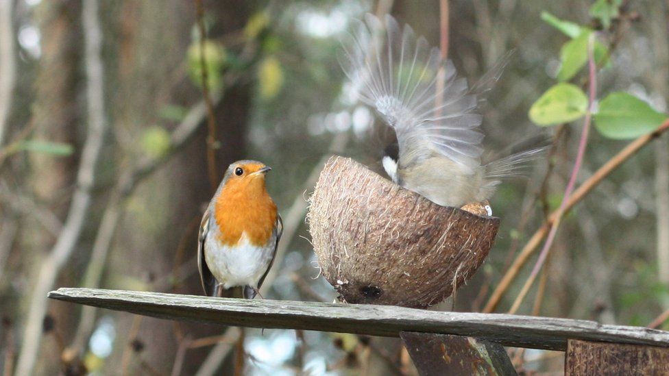 Robin and a blue tit in a garden