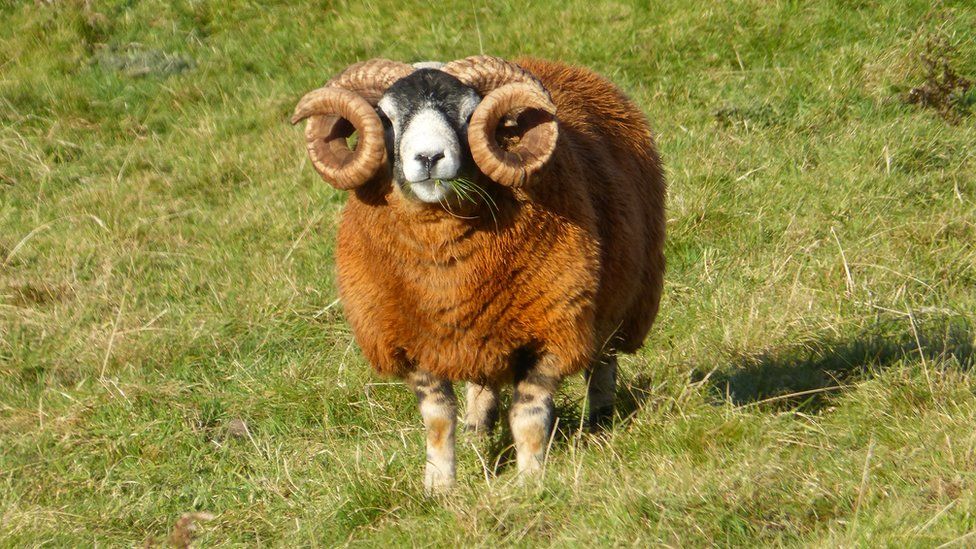 Ram eating grass