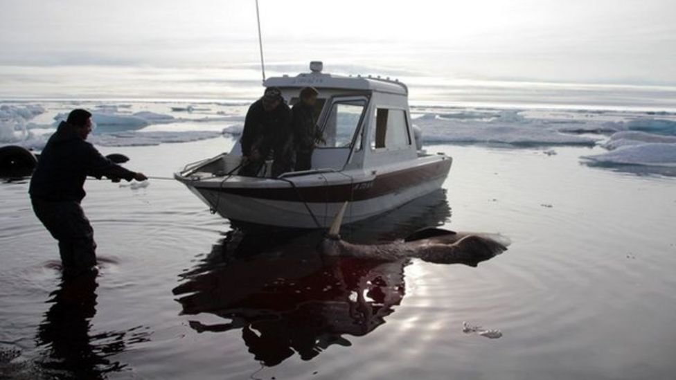 The Alaskans sitting on billions of barrels of oil BBC News