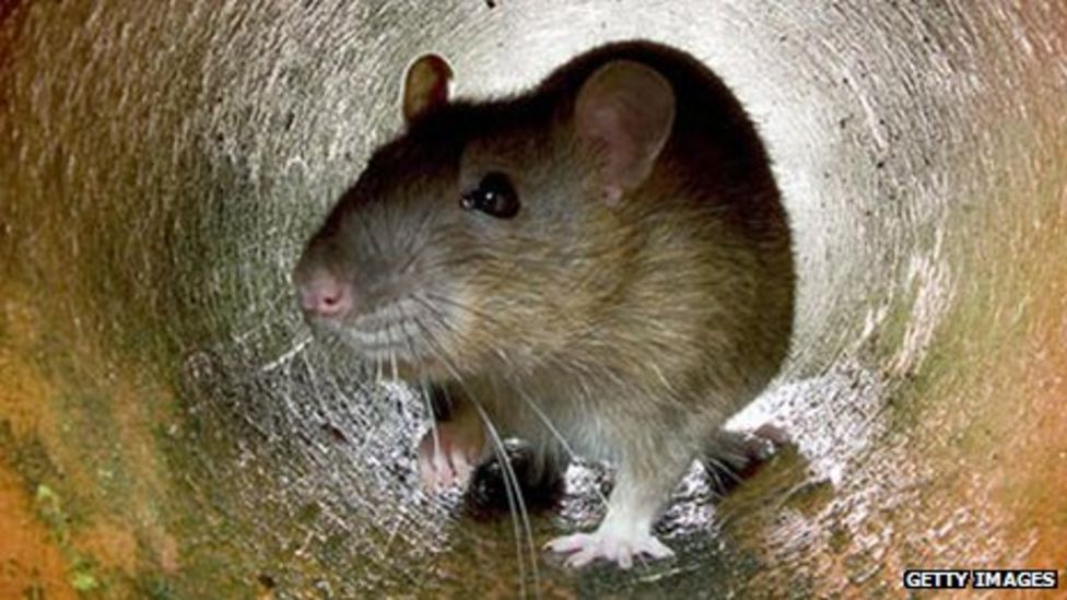 Are you never more than 6ft away from a rat? - BBC News