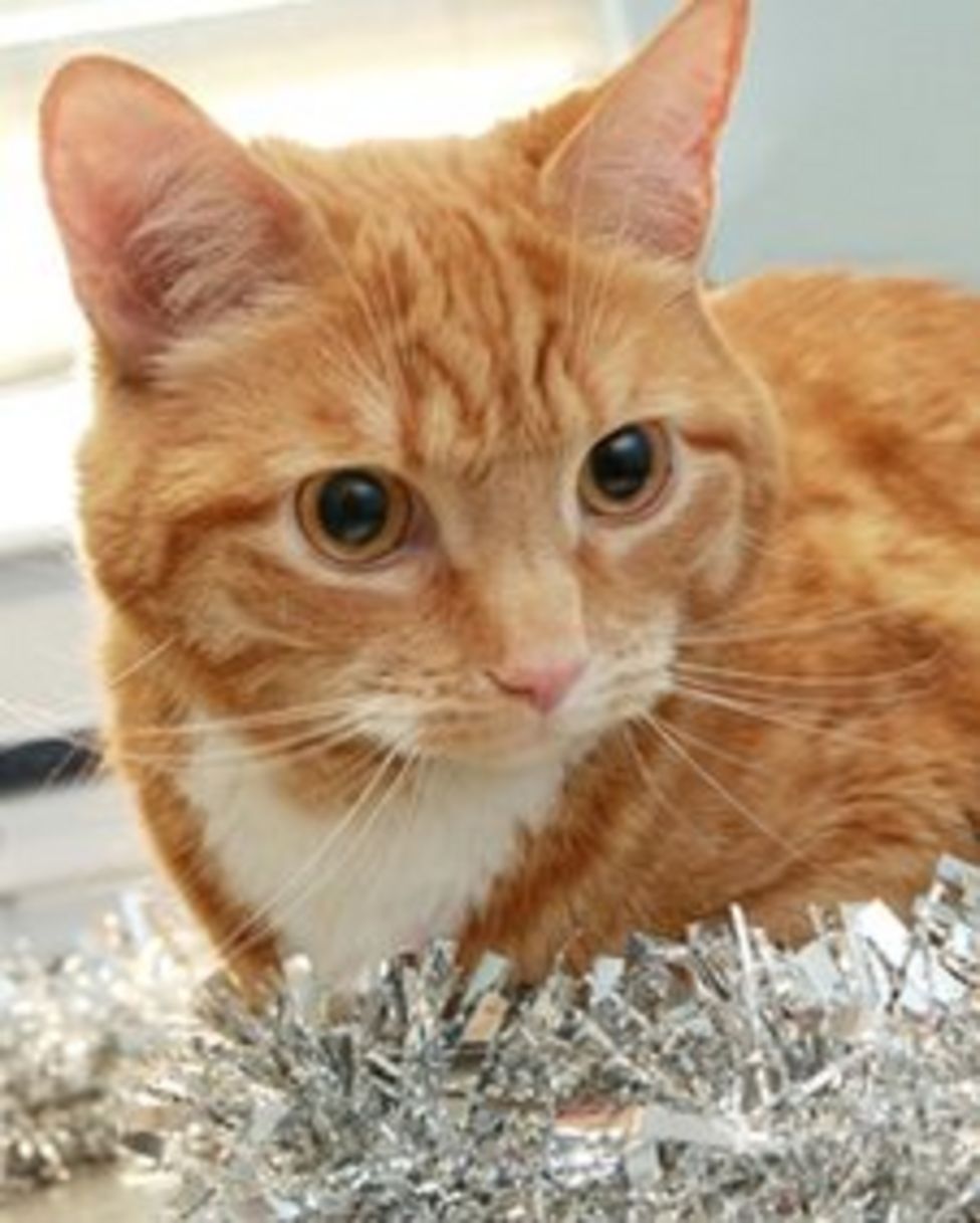 Ginge the cat operated on by PDSA after eating tinsel BBC News