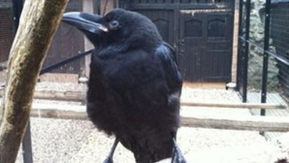 Tower of London's Jubilee raven released BBC News