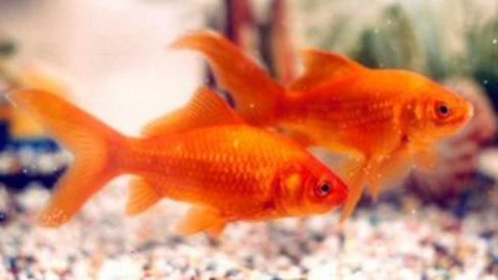 Wick teenager flushed primary's goldfish down toilet BBC News