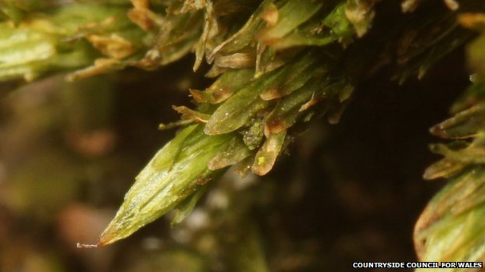 Welsh Bristle-moss: New species found near Dryslwyn Castle - BBC News