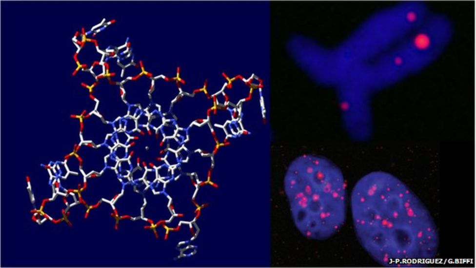 Dna To Związek Chemiczny Który Występuje W Komórkach Wszystkich Organizmów 'Quadruple helix' DNA seen in human cells - BBC News