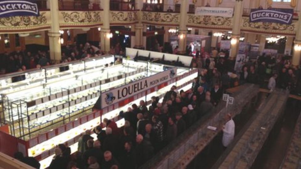 Pigeon fanciers flock to the fair at Blackpool BBC News