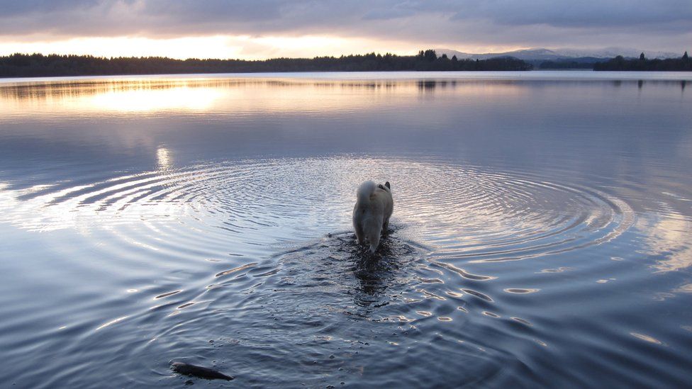 Freya the dog wanders into the Lake of Menteith