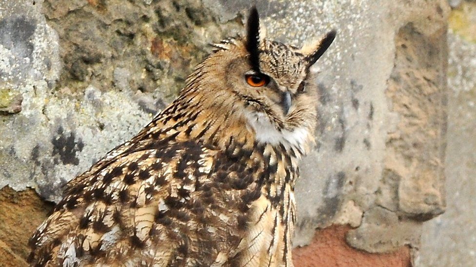 Eagle owl in Inverness