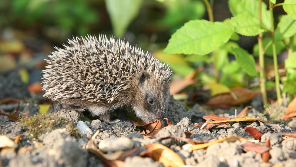 Pictures: Hedgehog Hibernation Survey is launched - BBC Newsround