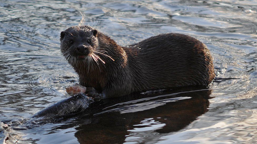 Otter eating a salmon