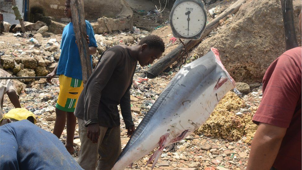 A shark in weighed in Mombasa port, Kenya