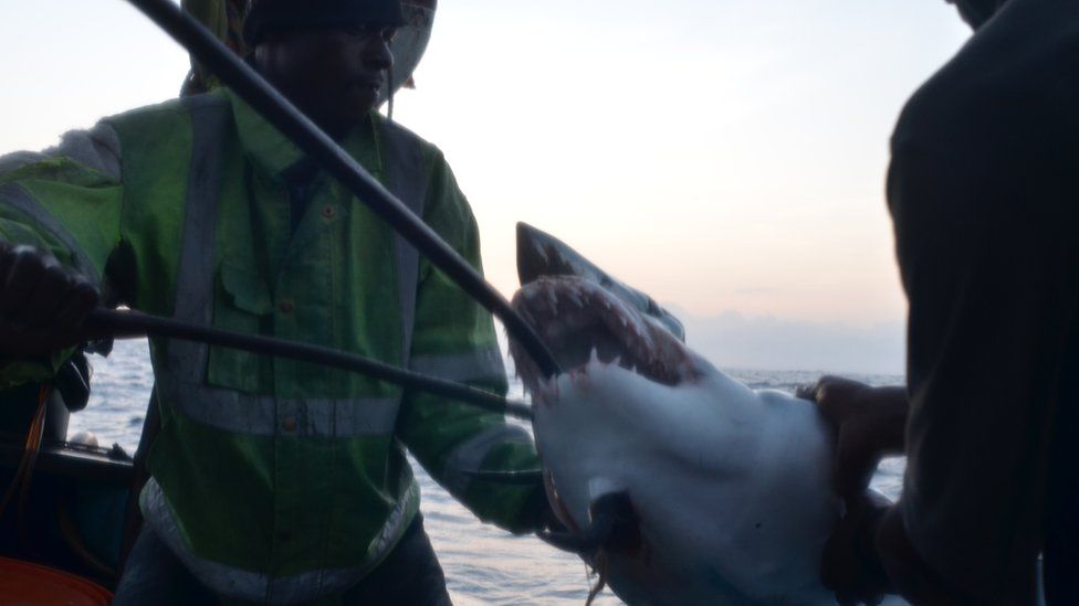 Crewmen about the Kenyan fishing vessel hauling on board a shark