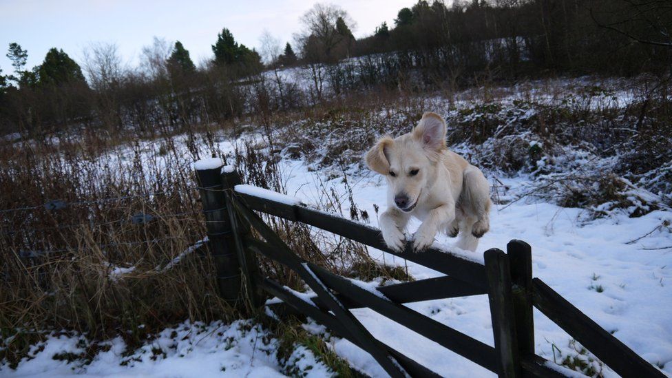 Jura jumps a gate