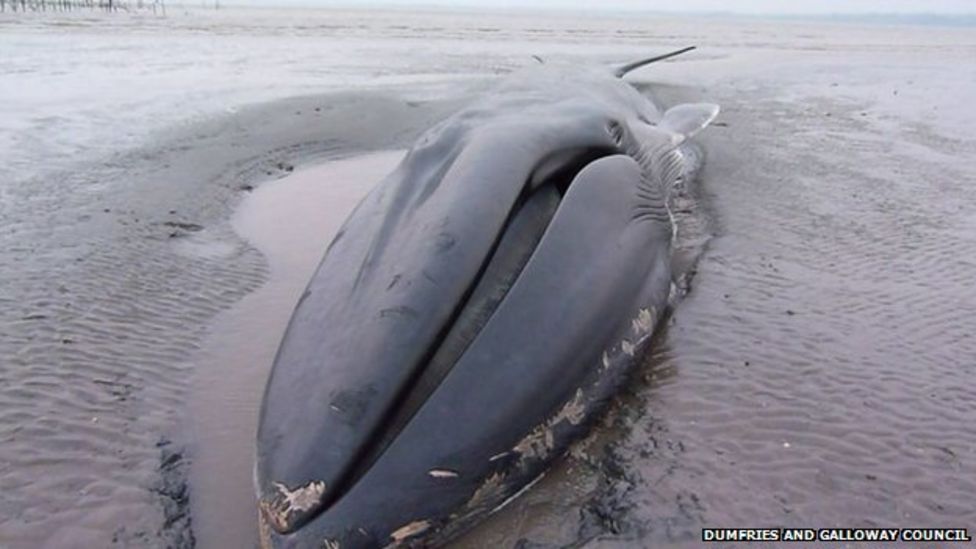 Dead Whale Washed Up In Wigtown Bay - Bbc News