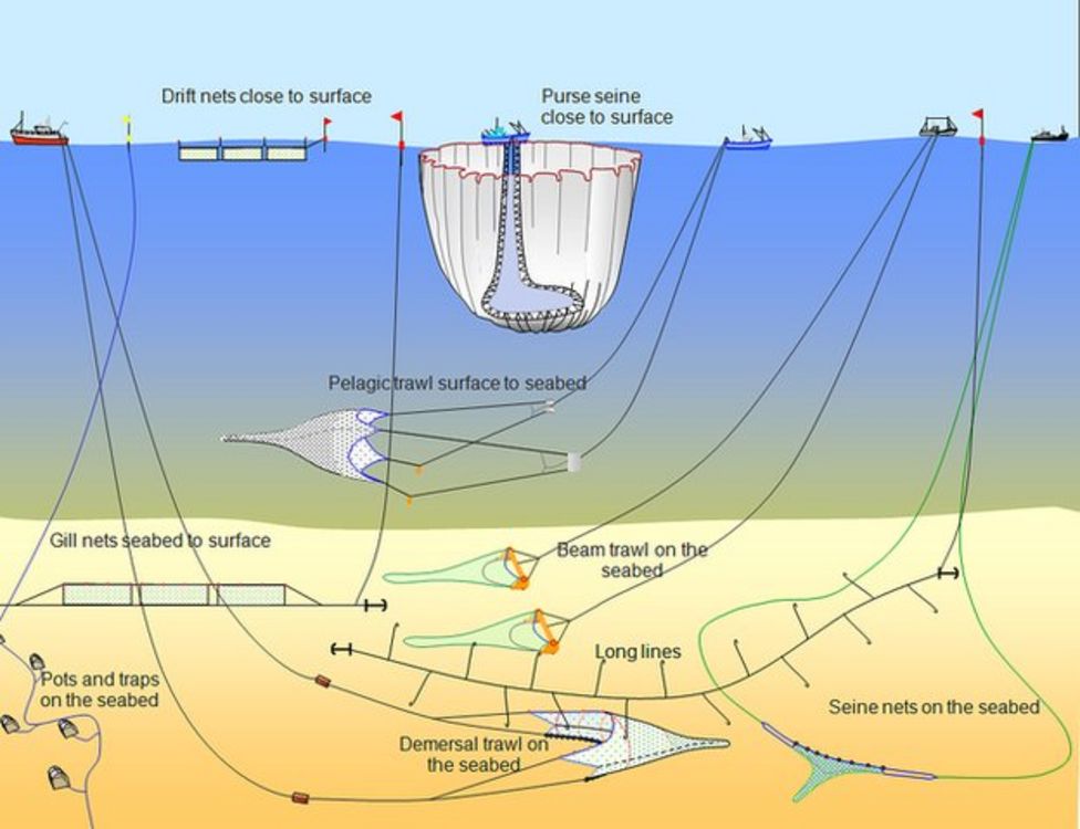 Can new technology save fish? - BBC News