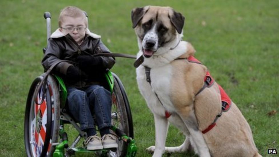 Crufts nod for disabled boy's dog 'hero' BBC News