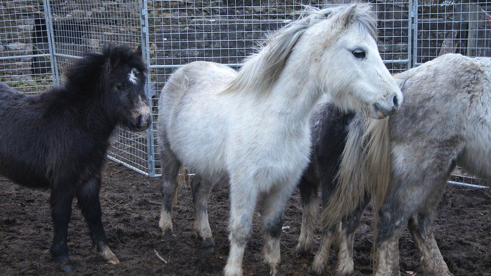 Ponies at the rescue site in Wales