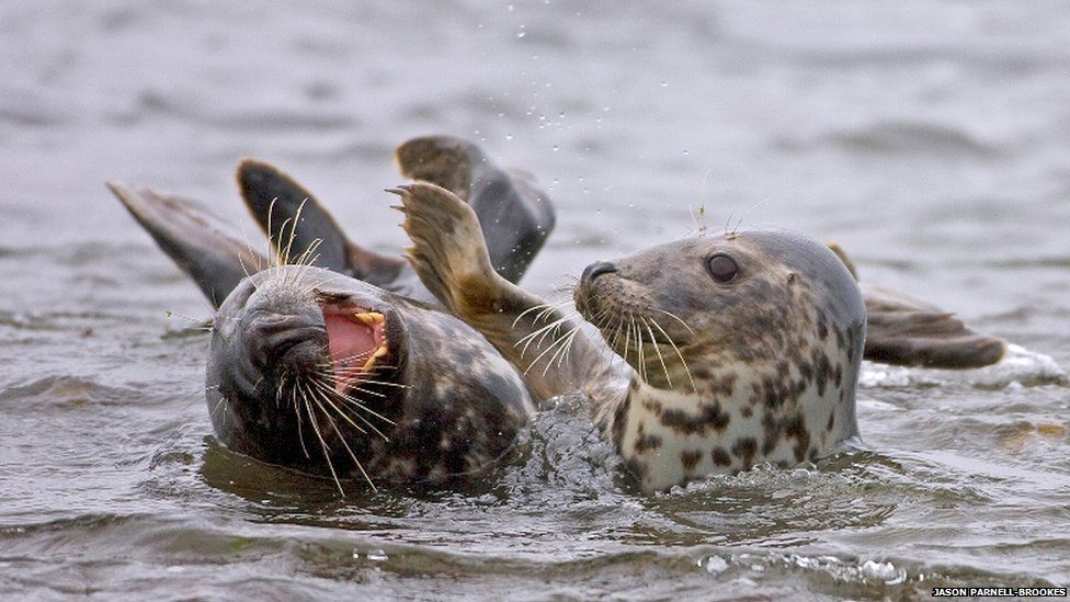 Grey seals laughing