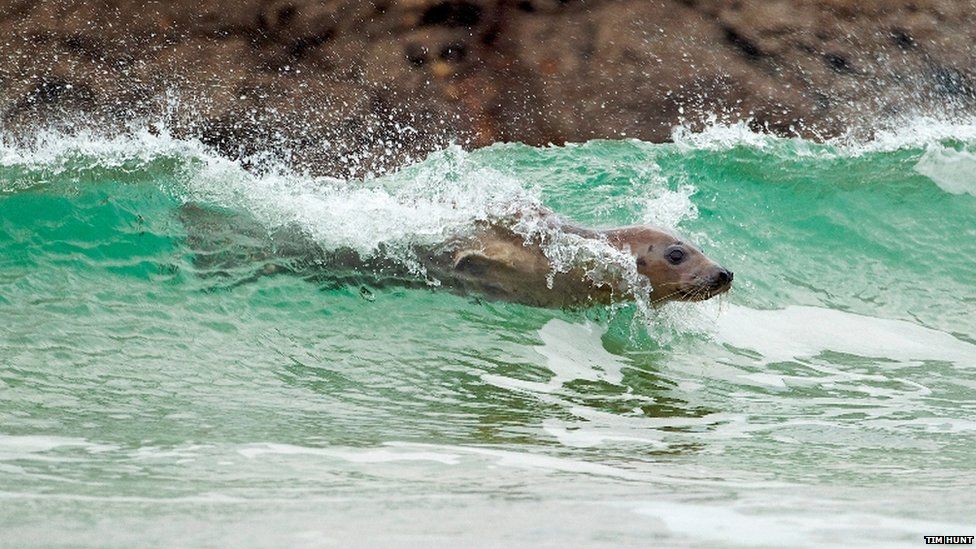 Surfing seal