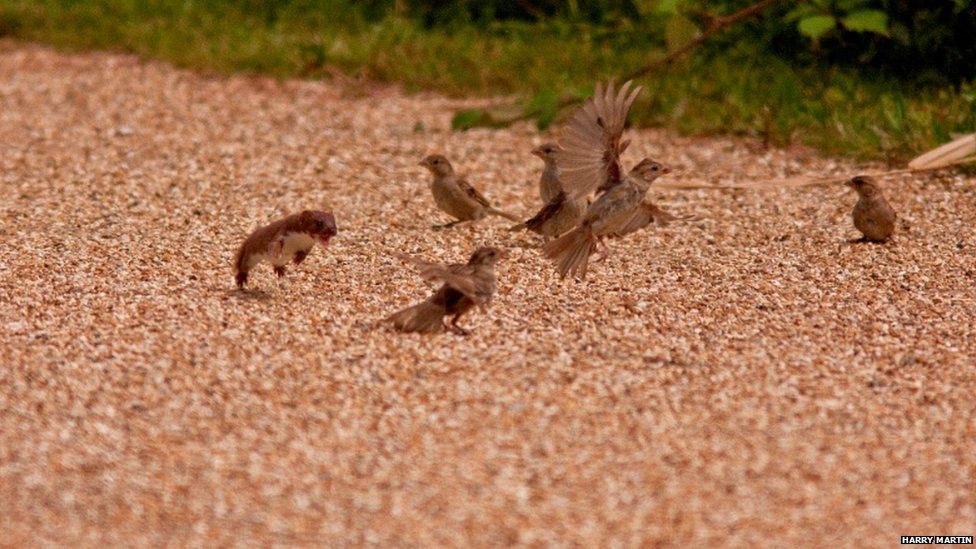 Weasel chasing sparrows